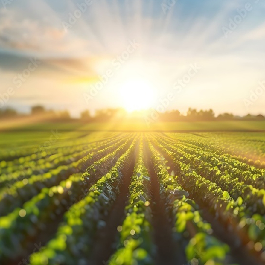 agricolture